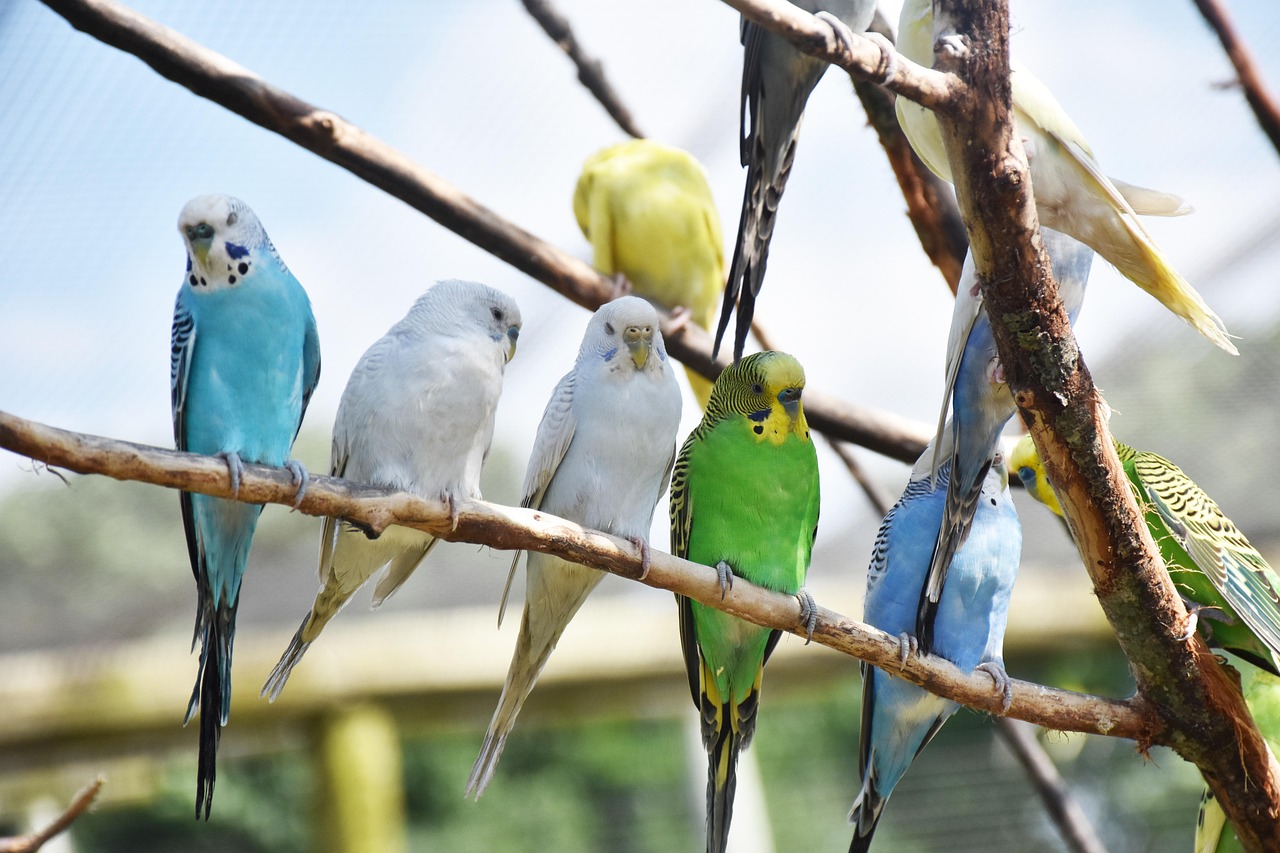 Geld verdienen met vogels kweken: zo maak je van je passie een bijverdienste
